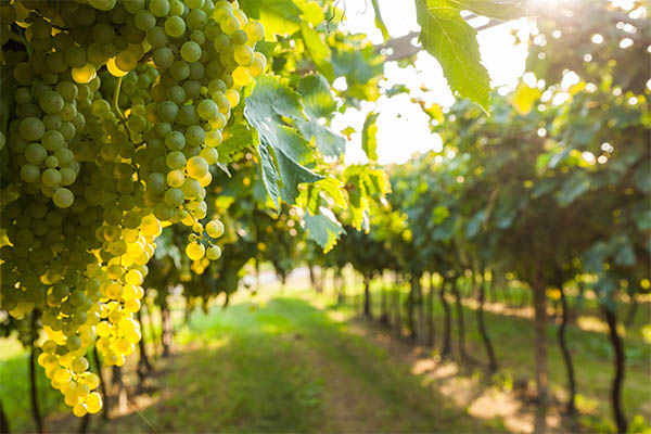 vendemmia